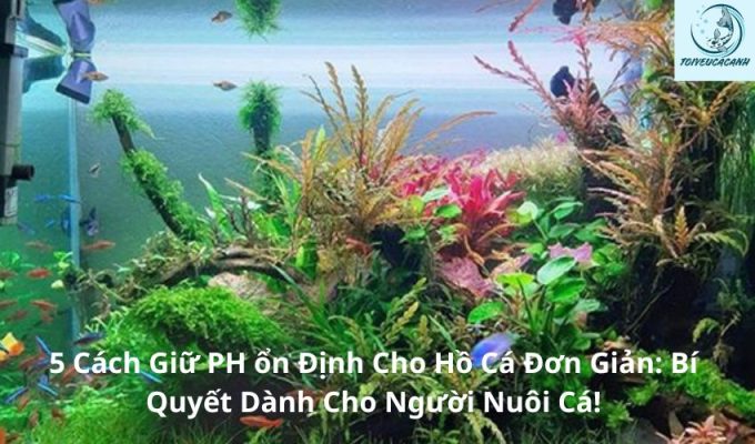 5 Cách Giữ PH ổn Định Cho Hồ Cá Đơn Giản: Bí Quyết Dành Cho Người Nuôi Cá!