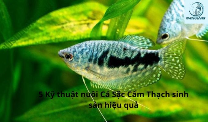 Kỹ thuật nuôi Cá Sặc Cẩm Thạch sinh sản hiệu quả