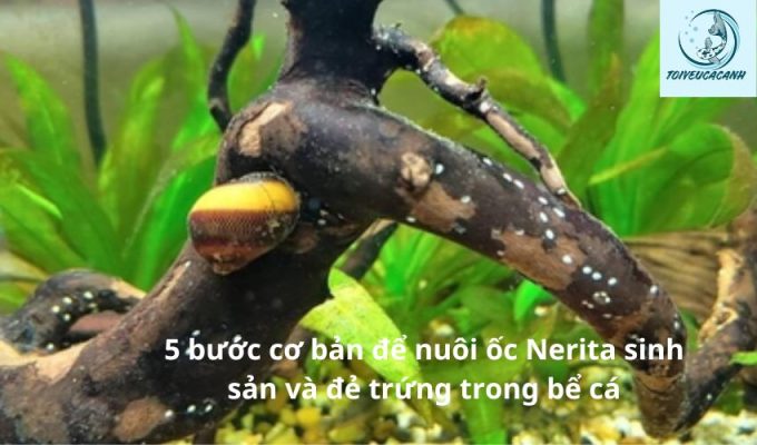 5 bước cơ bản để nuôi ốc Nerita sinh sản và đẻ trứng trong bể cá