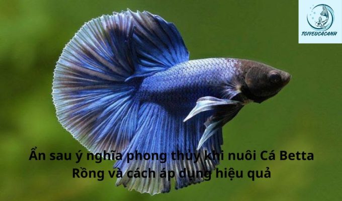 Ẩn sau ý nghĩa phong thủy khi nuôi Cá Betta Rồng và cách áp dụng hiệu quả