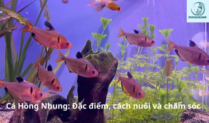 Cá Hồng Nhung: Đặc điểm, cách nuôi và chăm sóc