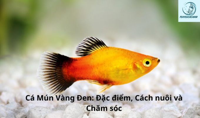 Cá Mún Vàng Đen: Đặc điểm, Cách nuôi và Chăm sóc