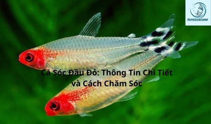 Cá Sóc Đầu Đỏ: Thông Tin Chi Tiết và Cách Chăm Sóc