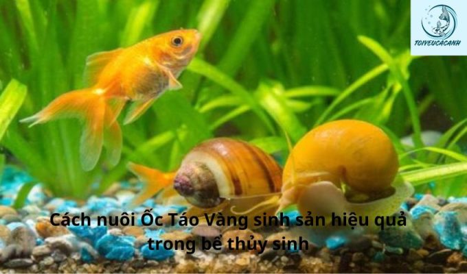 Cách nuôi Ốc Táo Vàng sinh sản hiệu quả trong bể thủy sinh