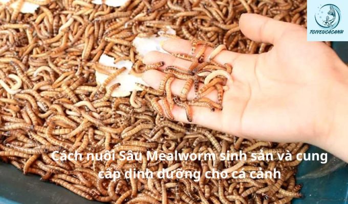 Cách nuôi Sâu Mealworm sinh sản và cung cấp dinh dưỡng cho cá cảnh