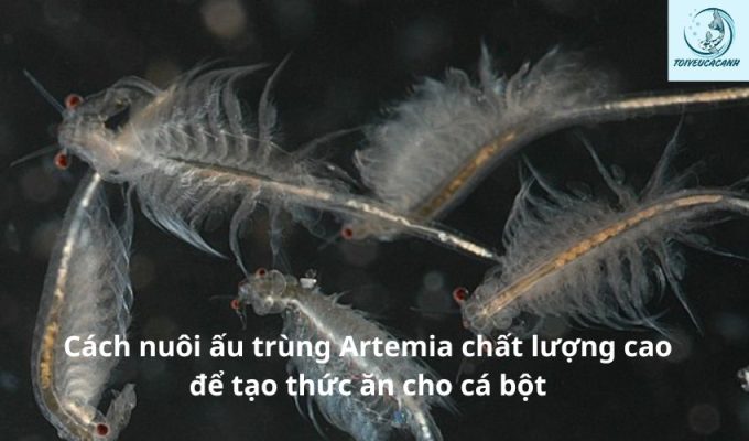 Cách nuôi ấu trùng Artemia chất lượng cao để tạo thức ăn cho cá bột