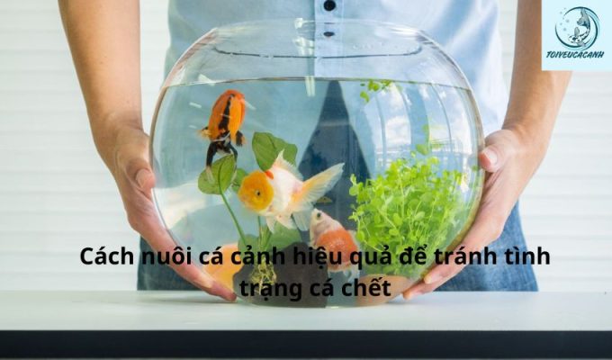 Cách nuôi cá cảnh hiệu quả để tránh tình trạng cá chết