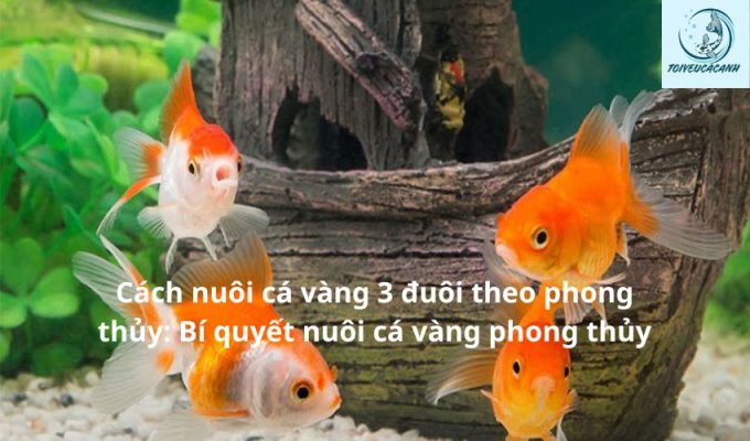 Cách nuôi cá vàng 3 đuôi theo phong thủy: Bí quyết nuôi cá vàng phong thủy