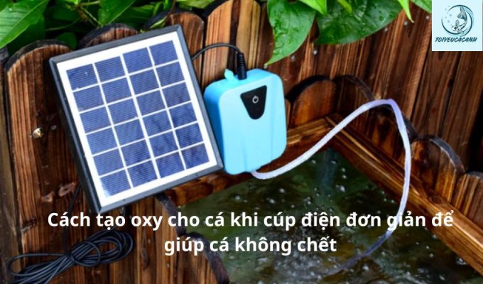 Cách tạo oxy cho cá khi cúp điện đơn giản để giúp cá không chết