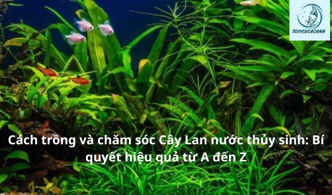 Cách trồng và chăm sóc Cây Lan nước thủy sinh: Bí quyết hiệu quả từ A đến Z