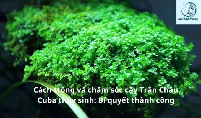 Cách trồng và chăm sóc cây Trân Châu Cuba thủy sinh: Bí quyết thành công