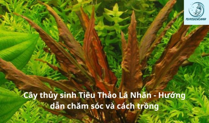 Cây thủy sinh Tiêu Thảo Lá Nhăn – Hướng dẫn chăm sóc và cách trồng