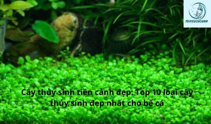 Cây thủy sinh tiền cảnh đẹp: Top 10 loại cây thủy sinh đẹp nhất cho bể cá