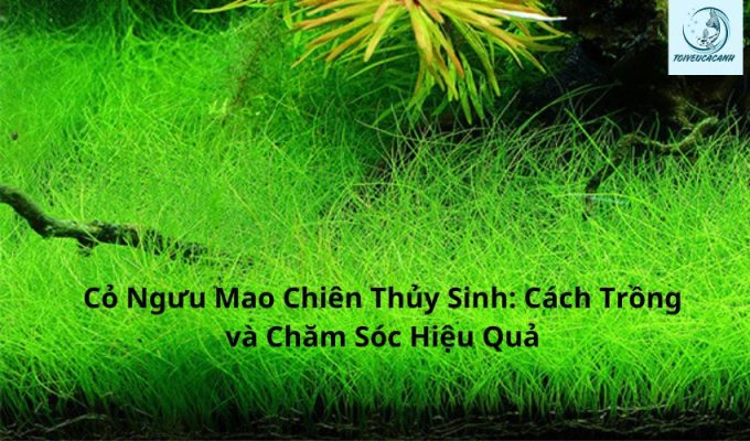 Cỏ Ngưu Mao Chiên Thủy Sinh: Cách Trồng và Chăm Sóc Hiệu Quả