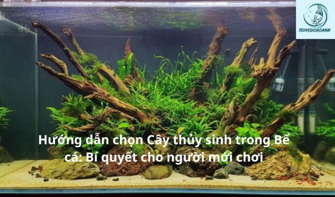 Hướng dẫn chọn Cây thủy sinh trong Bể cá: Bí quyết cho người mới chơi