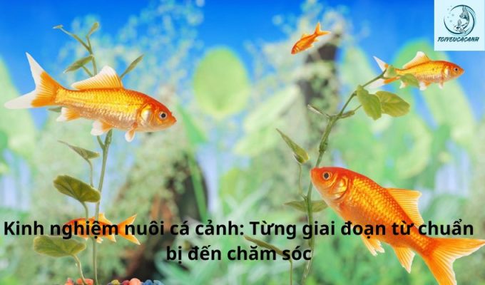 Kinh nghiệm nuôi cá cảnh: Từng giai đoạn từ chuẩn bị đến chăm sóc