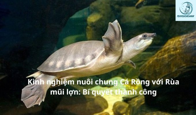 Kinh nghiệm nuôi chung Cá Rồng với Rùa mũi lợn: Bí quyết thành công