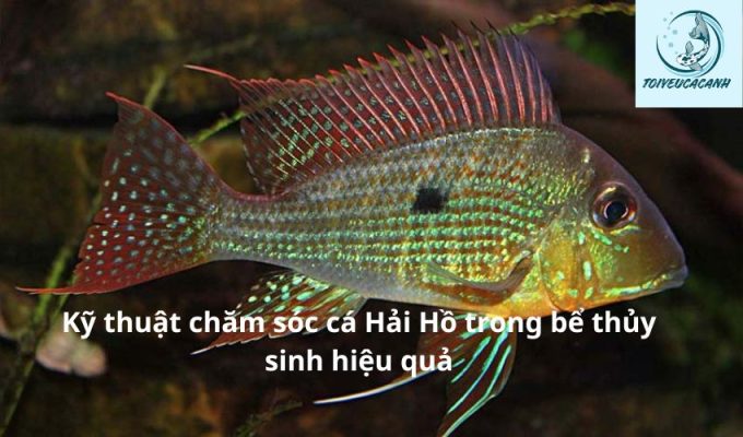 Kỹ thuật chăm sóc cá Hải Hồ trong bể thủy sinh hiệu quả