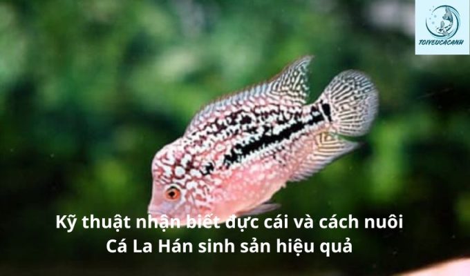 Kỹ thuật nhận biết đực cái và cách nuôi Cá La Hán sinh sản hiệu quả