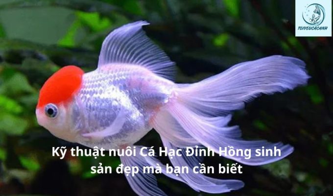 Kỹ thuật nuôi Cá Hạc Đỉnh Hồng sinh sản đẹp mà bạn cần biết