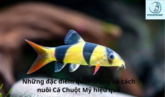 Những đặc điểm quan trọng và cách nuôi Cá Chuột Mỹ hiệu quả