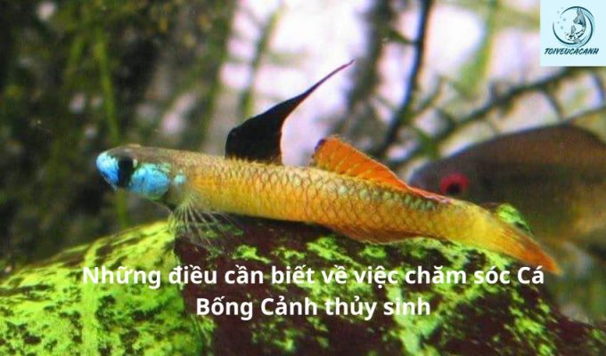 Những điều cần biết về việc chăm sóc Cá Bống Cảnh thủy sinh