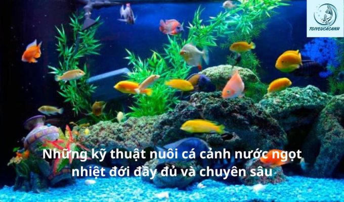 Những kỹ thuật nuôi cá cảnh nước ngọt nhiệt đới đầy đủ và chuyên sâu