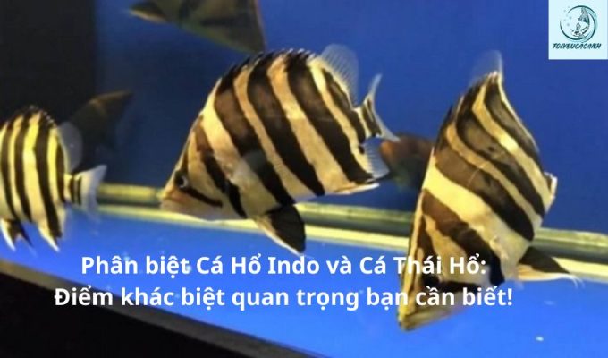 Phân biệt Cá Hổ Indo và Cá Thái Hổ: Điểm khác biệt quan trọng bạn cần biết!