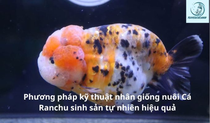 Phương pháp kỹ thuật nhân giống nuôi Cá Ranchu sinh sản tự nhiên hiệu quả