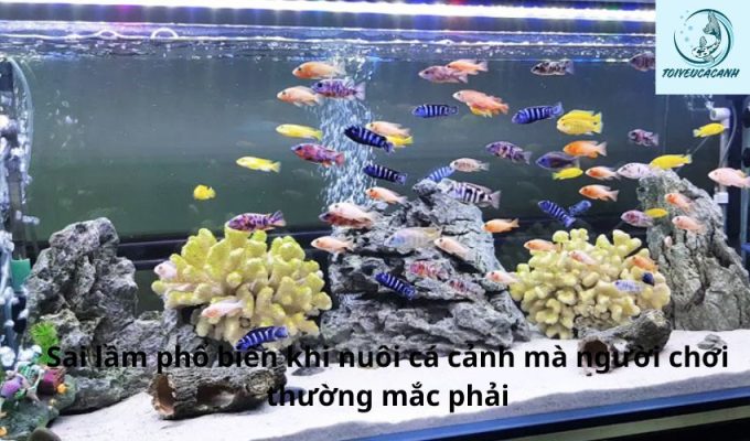 Sai lầm phổ biến khi nuôi cá cảnh mà người chơi thường mắc phải