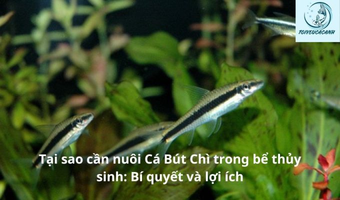 Tại sao cần nuôi Cá Bút Chì trong bể thủy sinh: Bí quyết và lợi ích