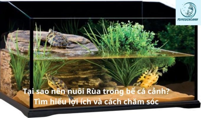 Tại sao nên nuôi Rùa trong bể cá cảnh? Tìm hiểu lợi ích và cách chăm sóc