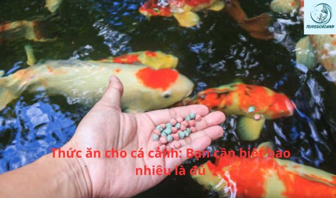 Thức ăn cho cá cảnh: Bạn cần biết bao nhiêu là đủ