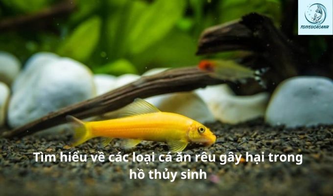 Tìm hiểu về các loại cá ăn rêu gây hại trong hồ thủy sinh