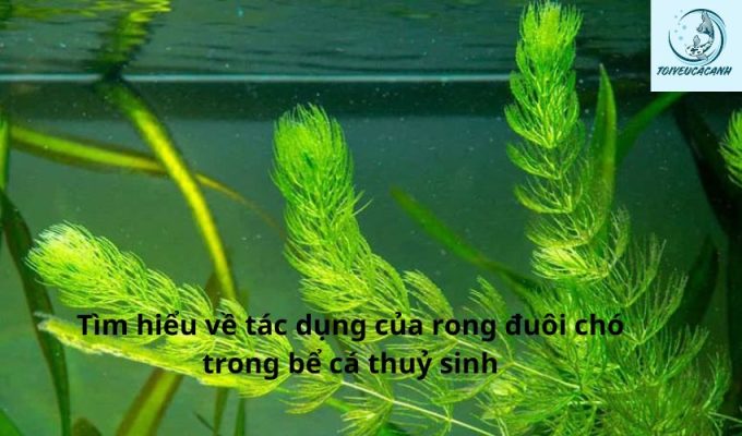 Tìm hiểu về tác dụng của rong đuôi chó trong bể cá thuỷ sinh