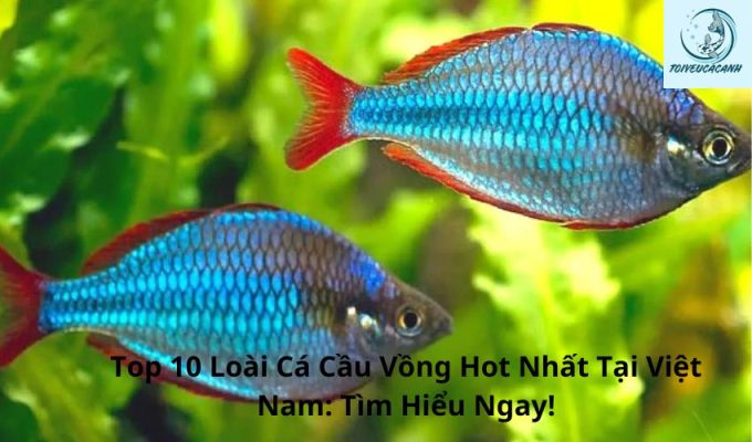 Top 10 Loài Cá Cầu Vồng Hot Nhất Tại Việt Nam: Tìm Hiểu Ngay!