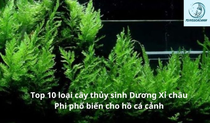 Top 10 loại cây thủy sinh Dương Xỉ châu Phi phổ biến cho hồ cá cảnh