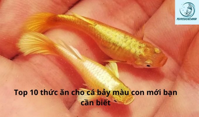 Top 10 thức ăn cho cá bảy màu con mới lớn bạn cần biết