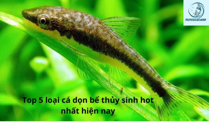 Top 5 loại cá dọn bể thủy sinh hot nhất hiện nay