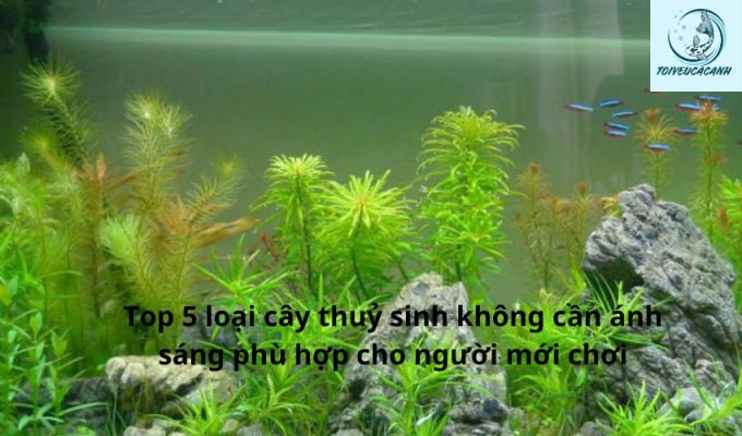 Top 5 loại cây thuỷ sinh không cần ánh sáng phù hợp cho người mới chơi