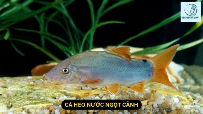 Cá heo nước ngọt cảnh: Vẻ đẹp kỳ thú